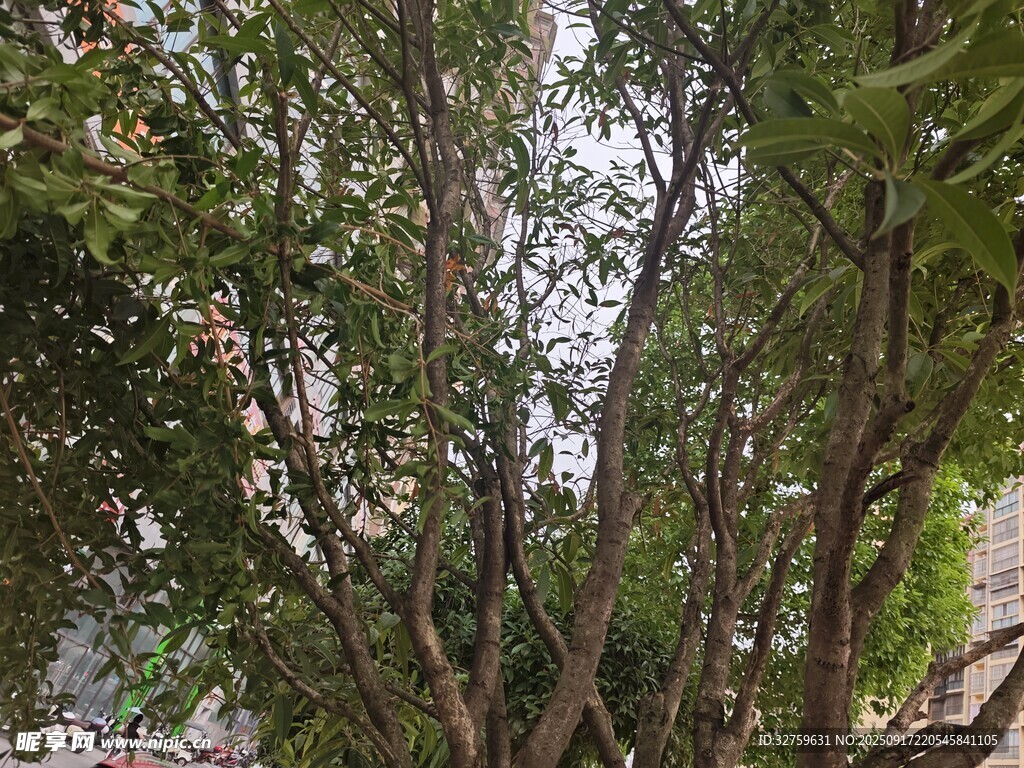 繁茂樹木展現(xiàn)自然生機