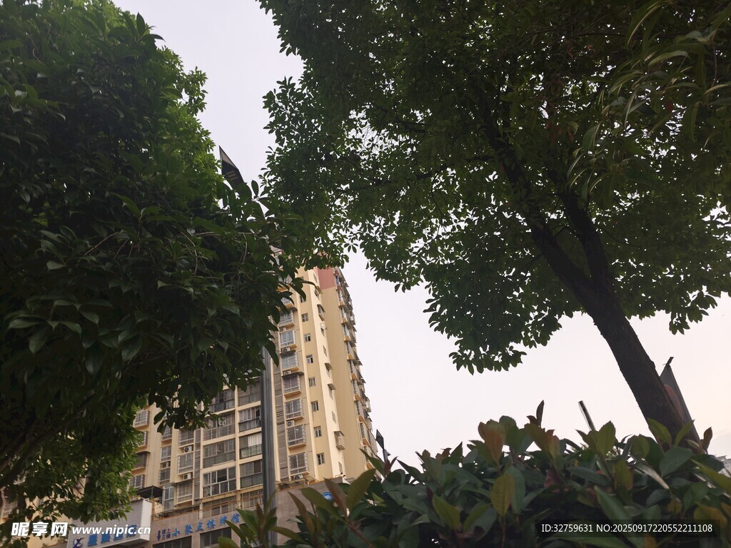 高樓旁的蔥郁樹木