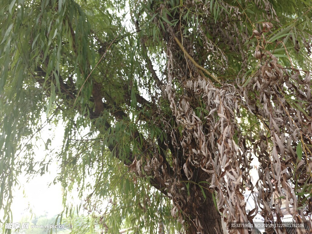茂密枝葉下的樹(shù)干