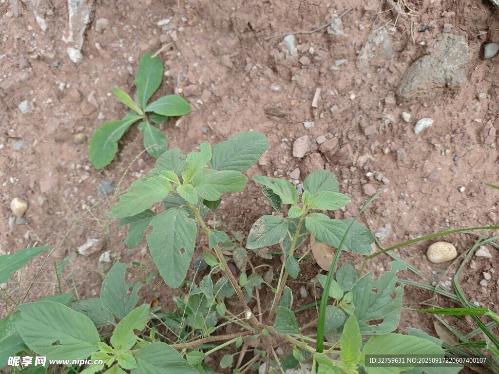 泥土中的嫩綠植物