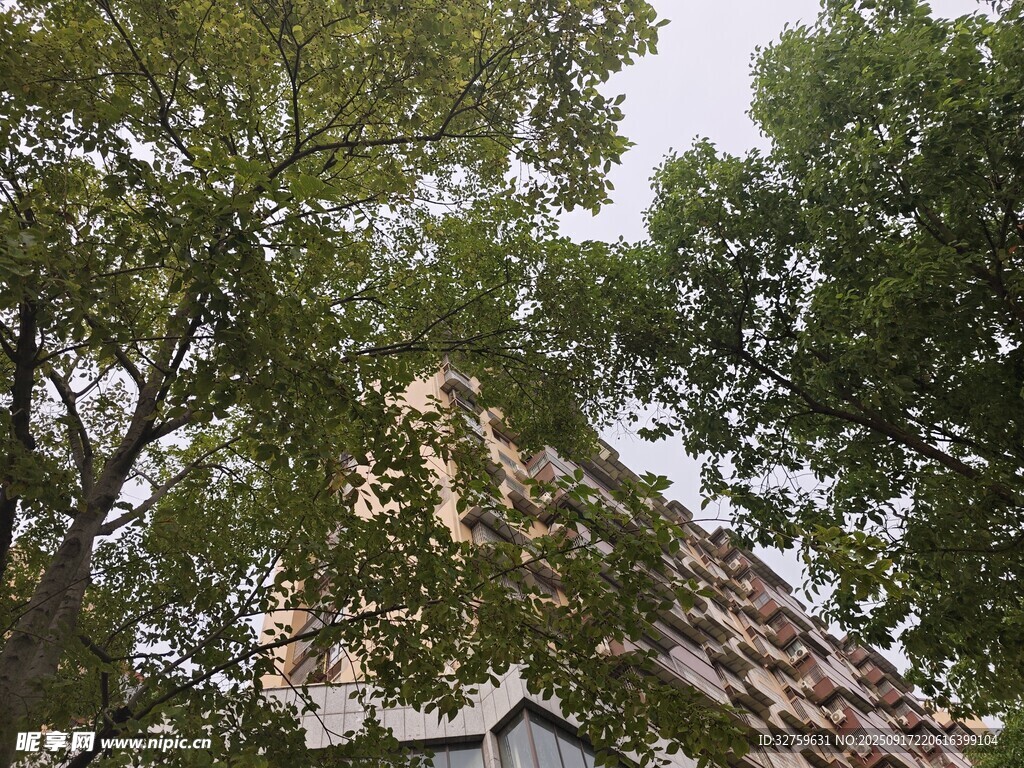 透過枝葉看古建筑屋頂