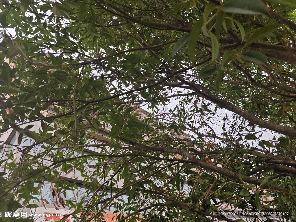 繁茂枝葉間的朦朧景致