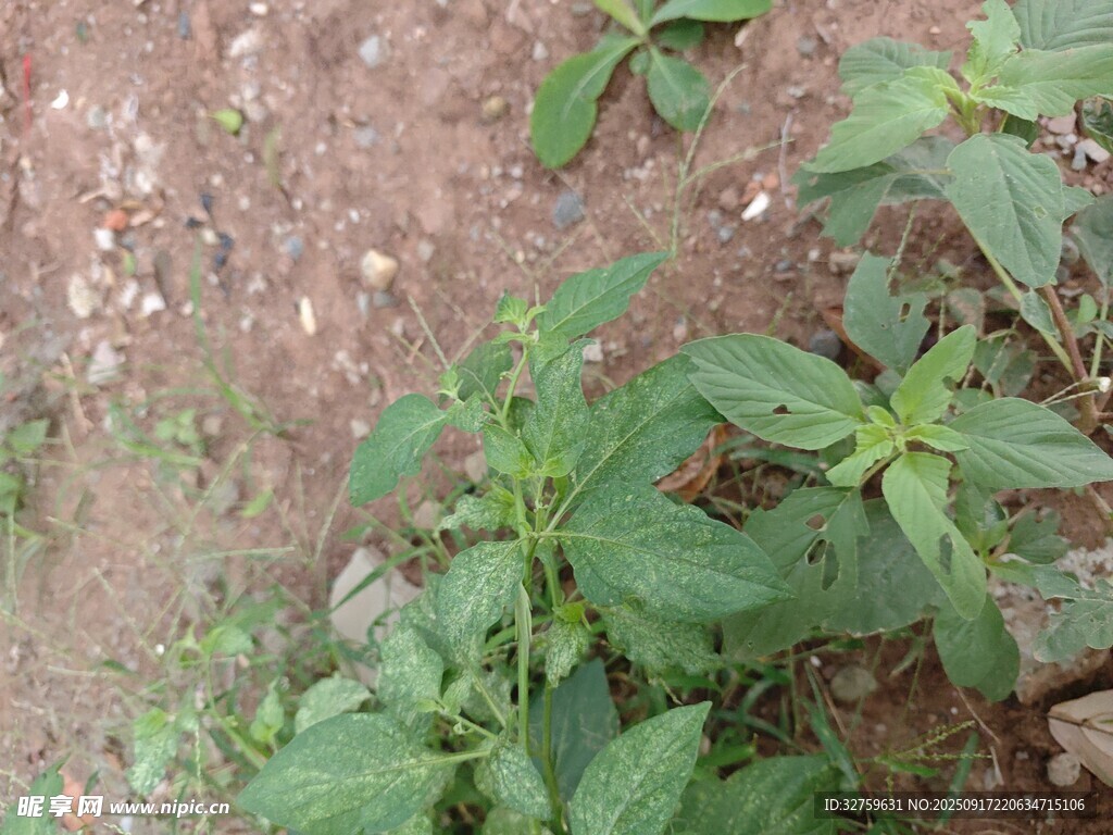 地面生長的嫩綠植物