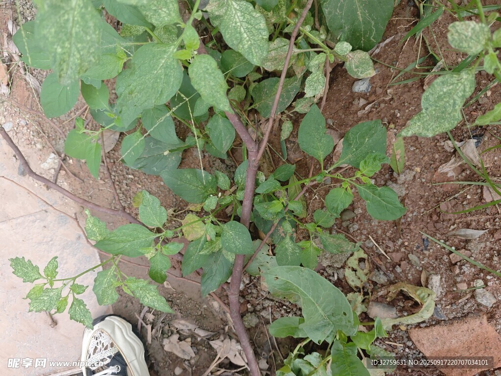 墻邊綠植與腳下運(yùn)動(dòng)鞋