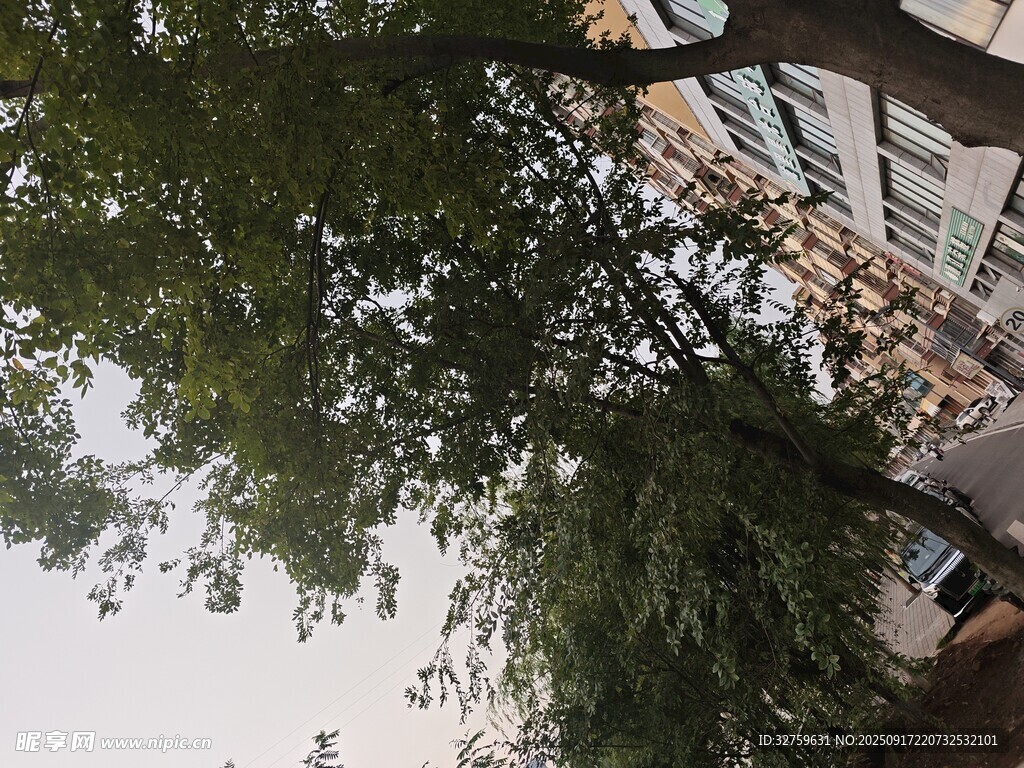綠樹掩映下的建筑物