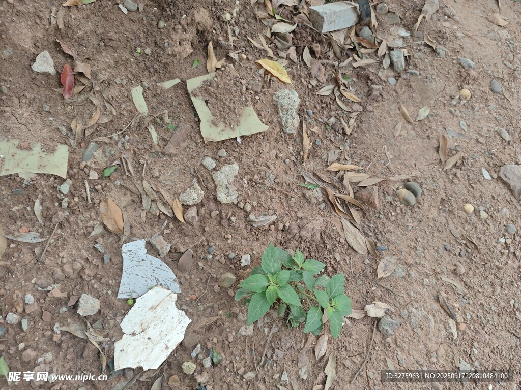 地面碎塊旁的嫩綠小植株