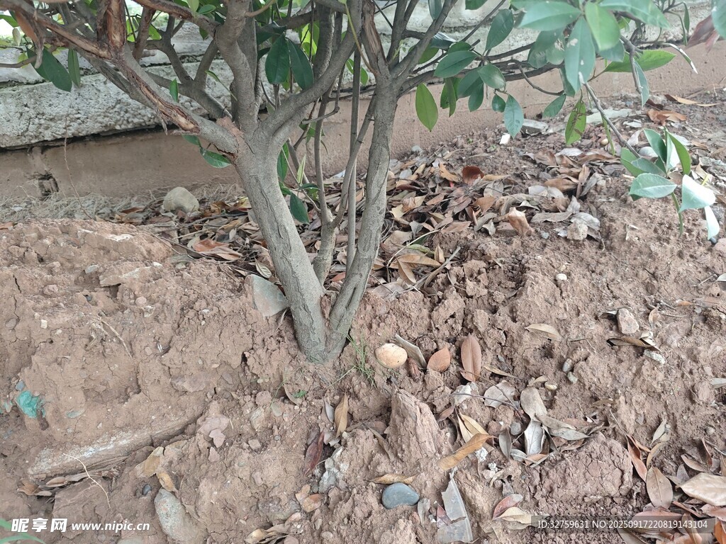 小樹苗扎根于泥土之中