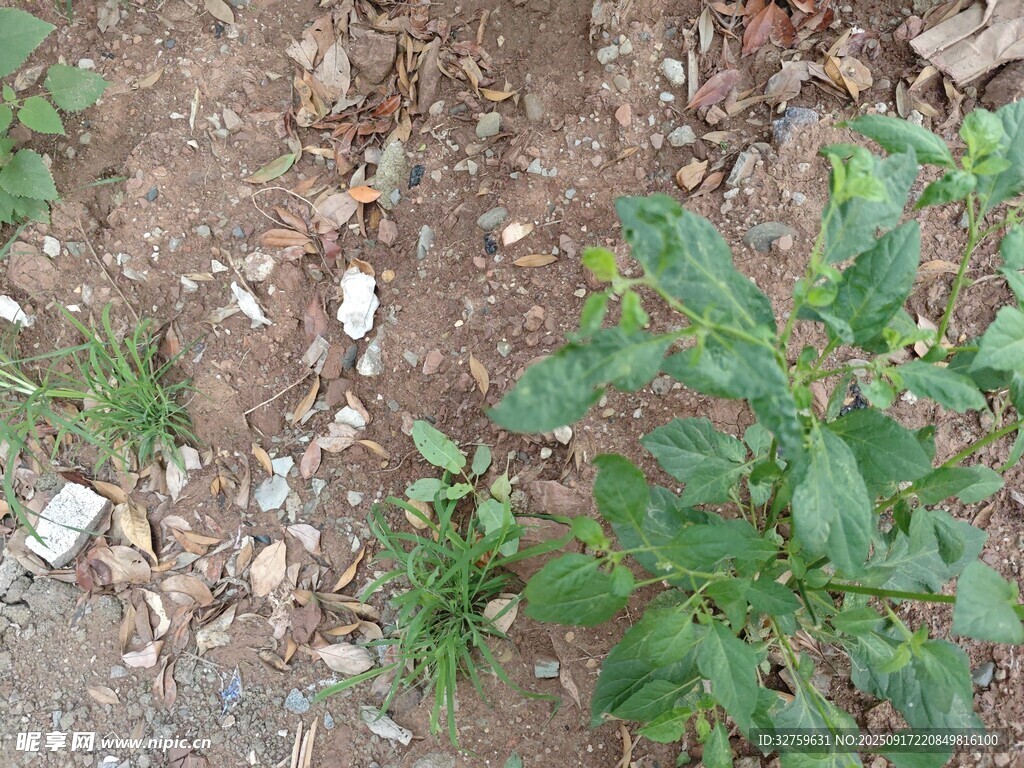地面上的綠色植物