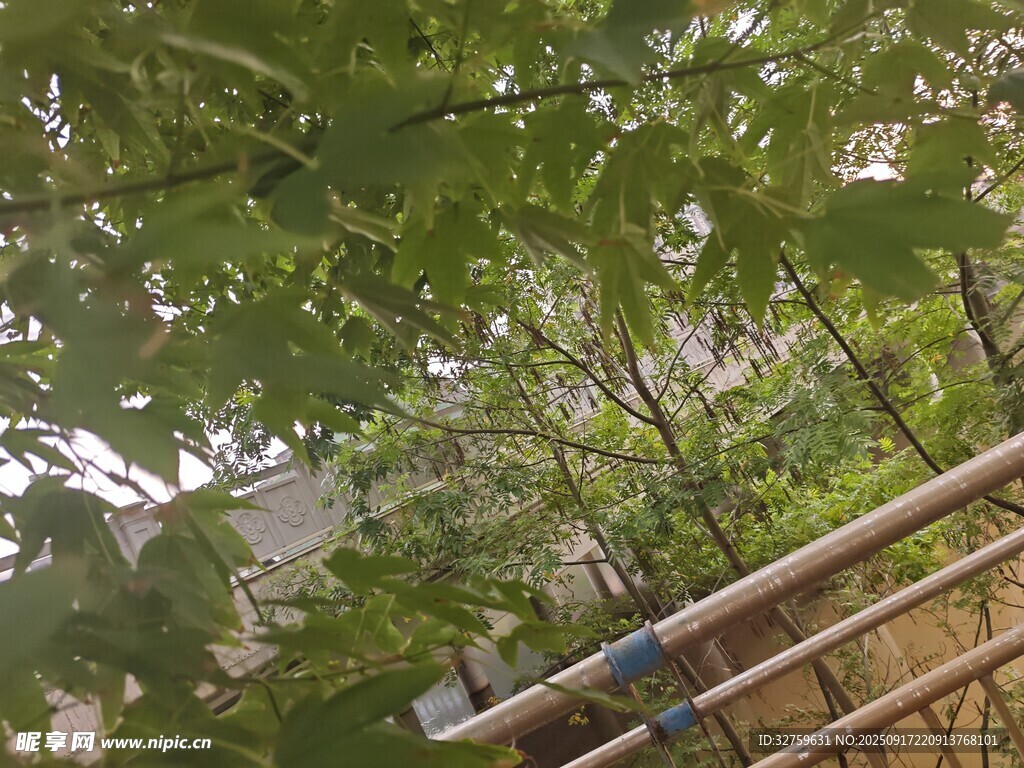 綠葉間的木質(zhì)結(jié)構(gòu)景觀