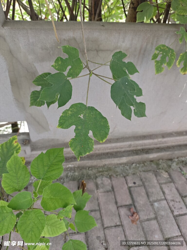 墻邊翠綠枝葉生機(jī)盎然