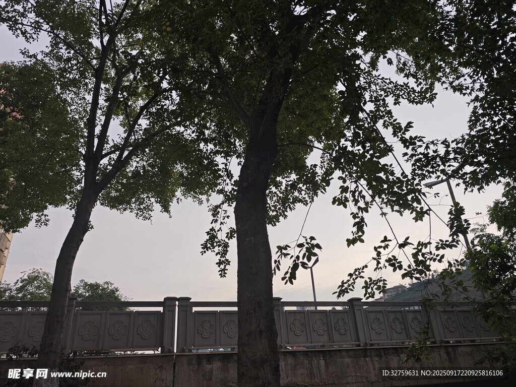 綠樹掩映下的古樸建筑