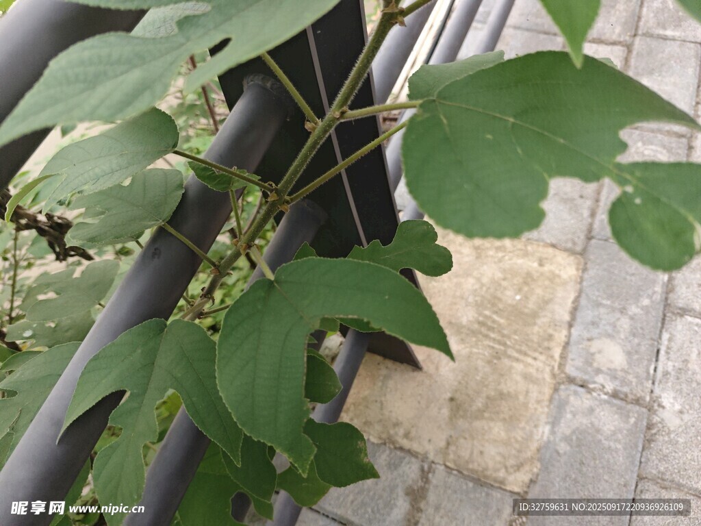 路邊綠植特寫