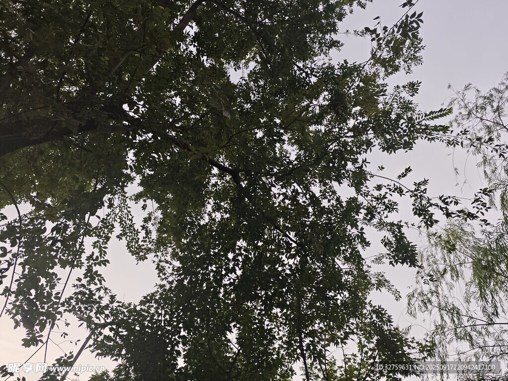 枝葉繁茂的樹木景觀