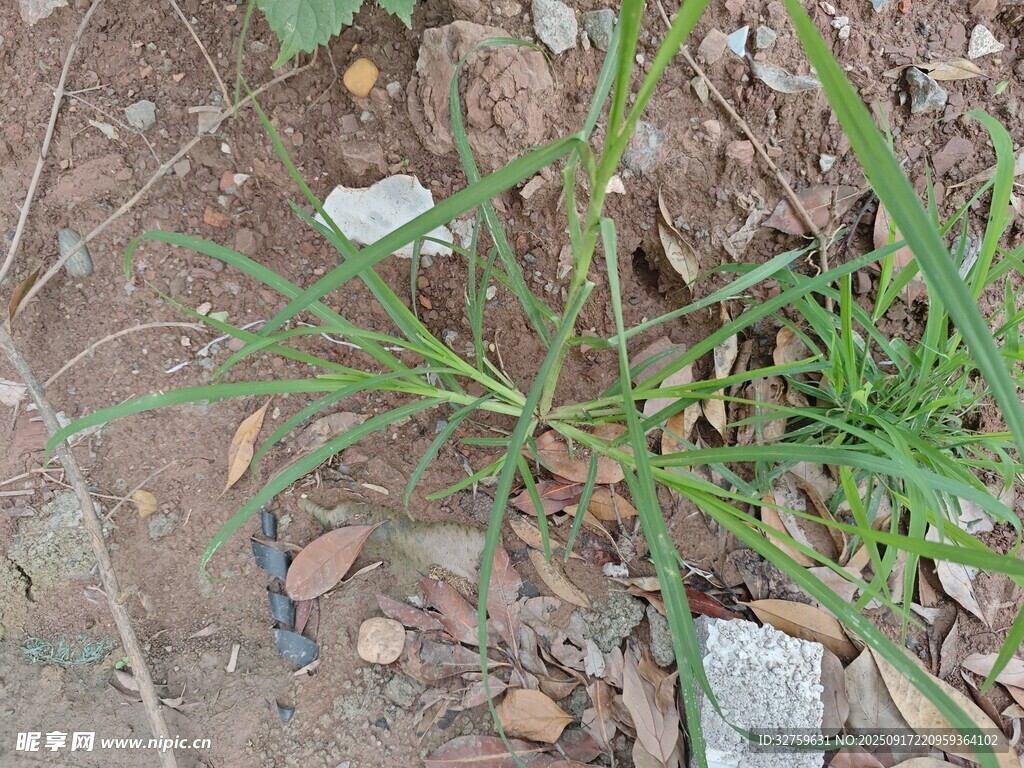 磚縫中生長的綠色野草