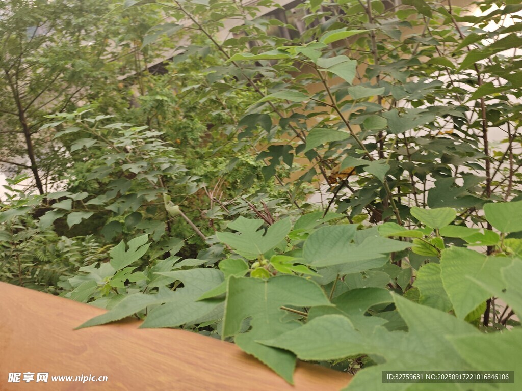 綠葉植物置于紅棕色臺(tái)面上