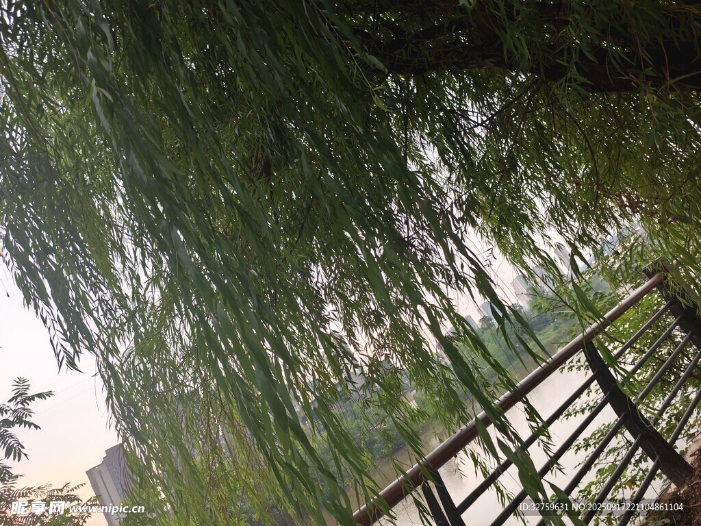垂柳下的木質(zhì)欄桿景觀