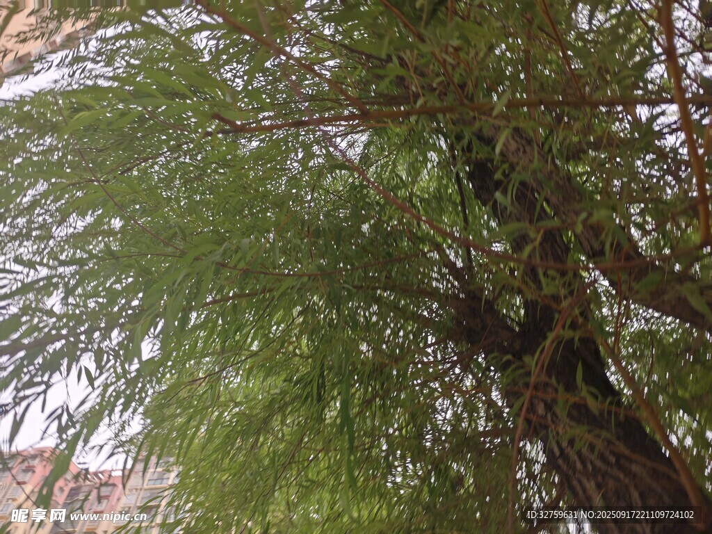 茂盛柳樹(shù) 