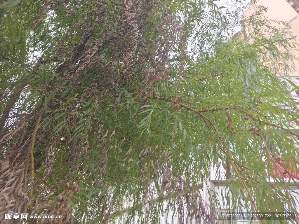 翠綠松針植物特寫