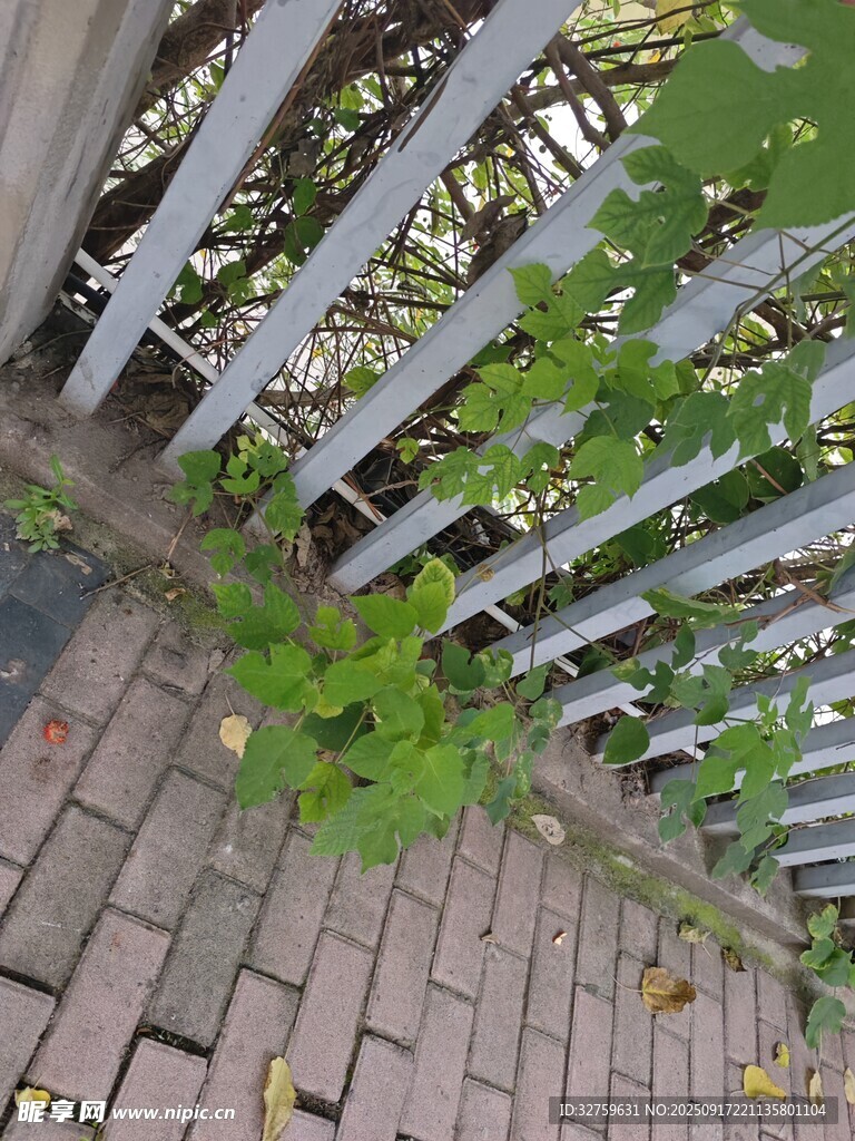 綠葉探出圍欄縫隙
