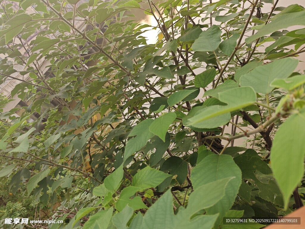 繁茂綠植近景