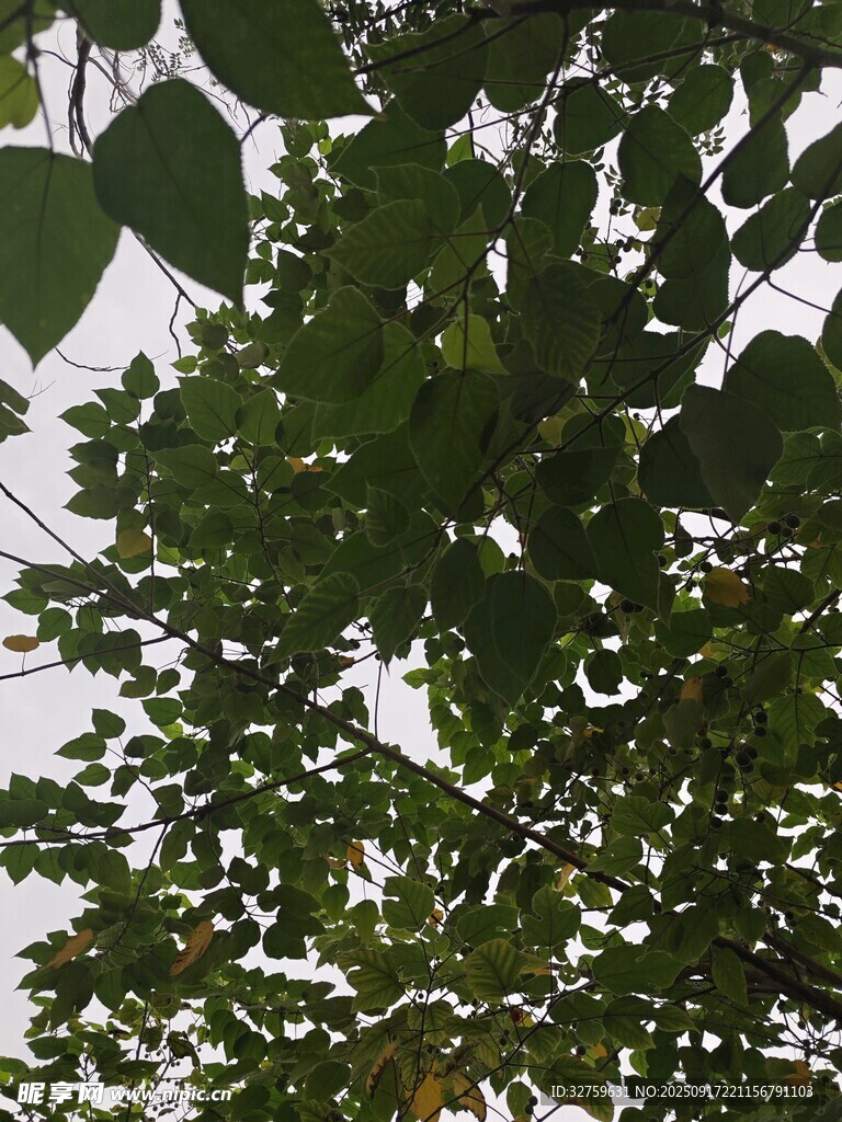 綠葉繁茂的樹冠
