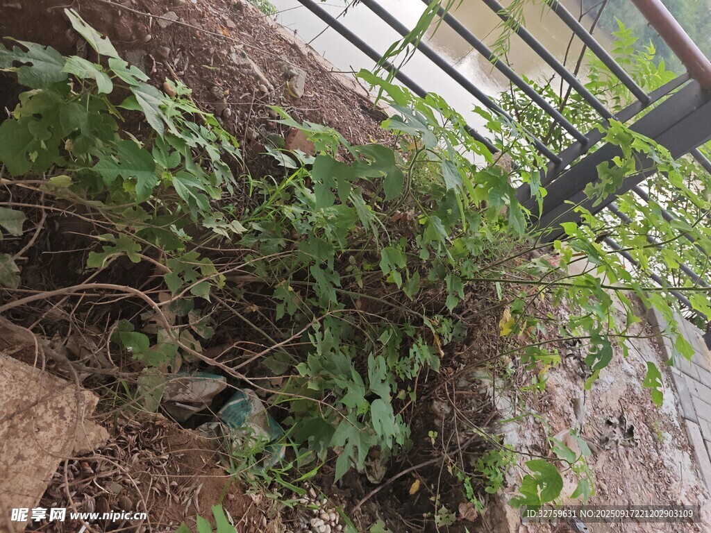 室內(nèi)綠植景觀