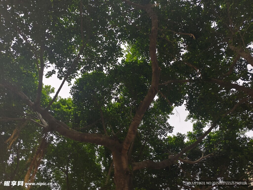 仰視茂密枝葉的繁茂景象