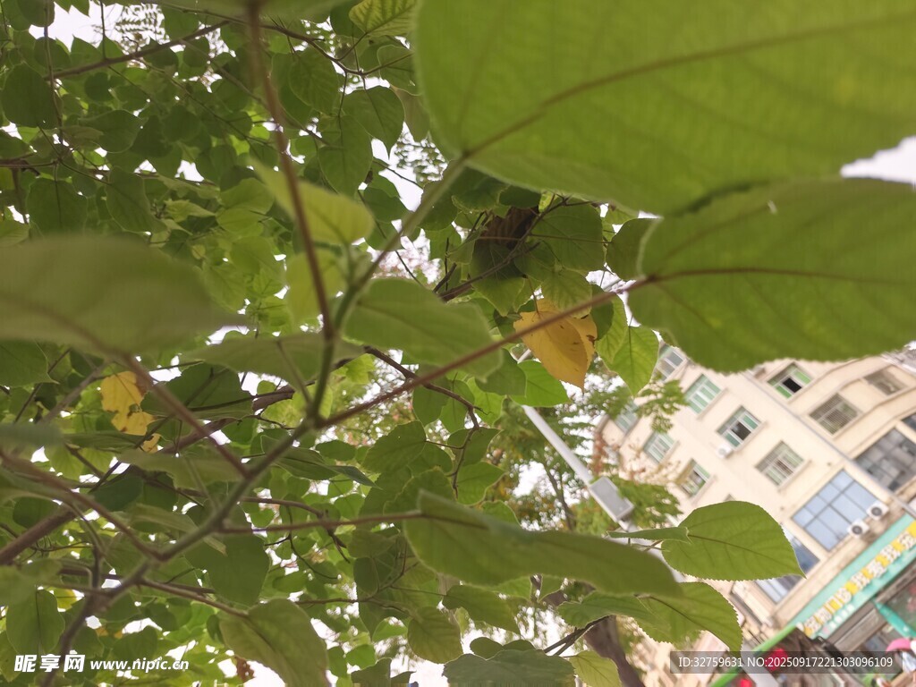 綠葉間的城市景象