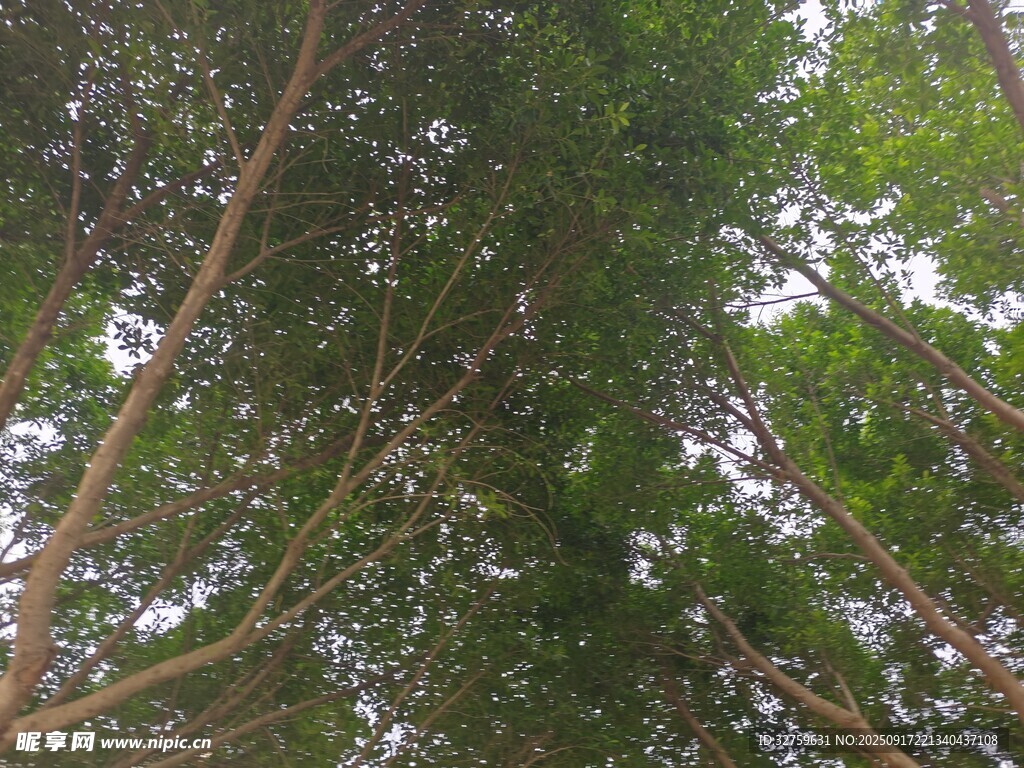 仰視茂密樹林樹冠