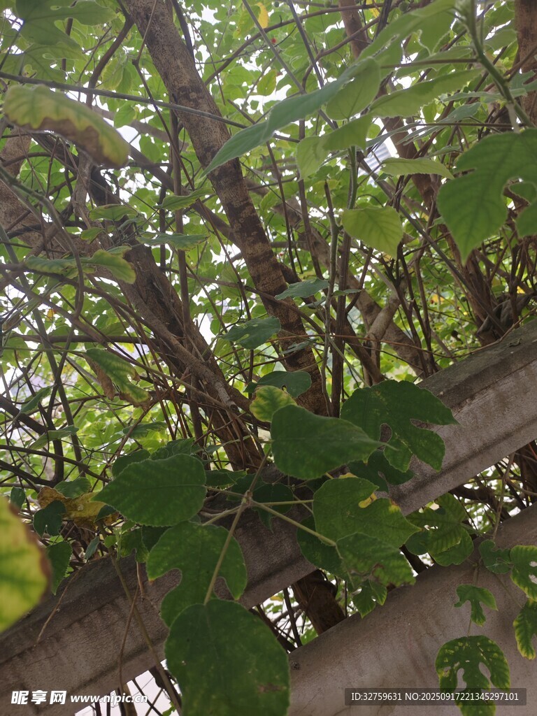 綠葉繁茂的葡萄藤架