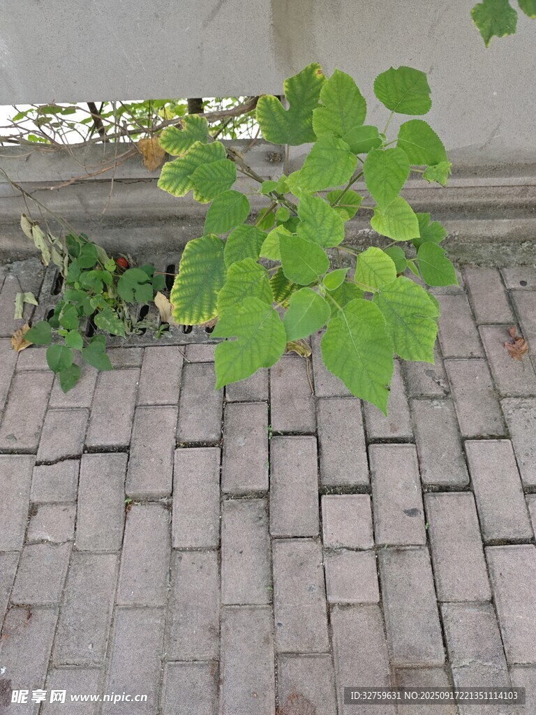 磚縫中生長(zhǎng)的翠綠植物