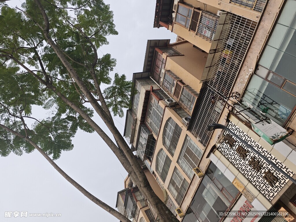高樓旁挺拔的綠樹