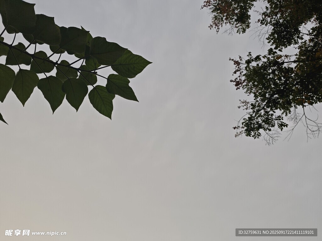 樹梢間的天空