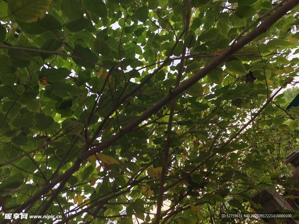 透過(guò)枝葉看天空