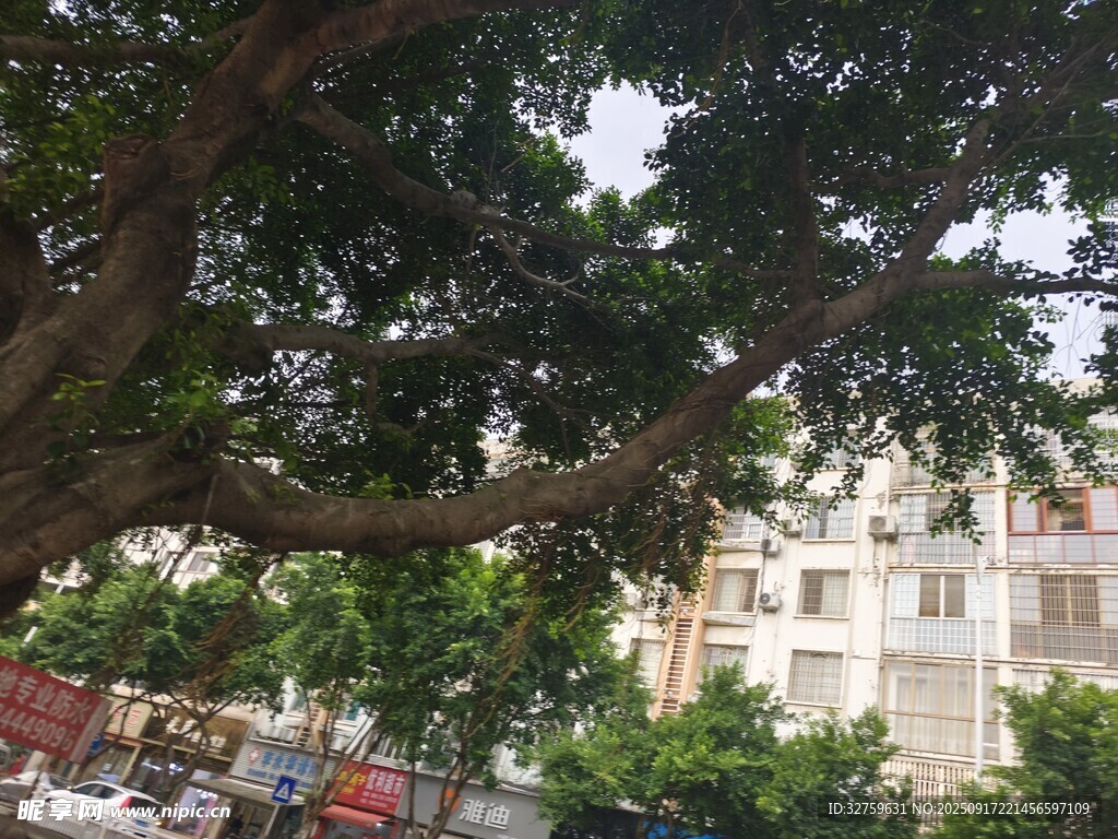 繁茂大樹下的城市景象