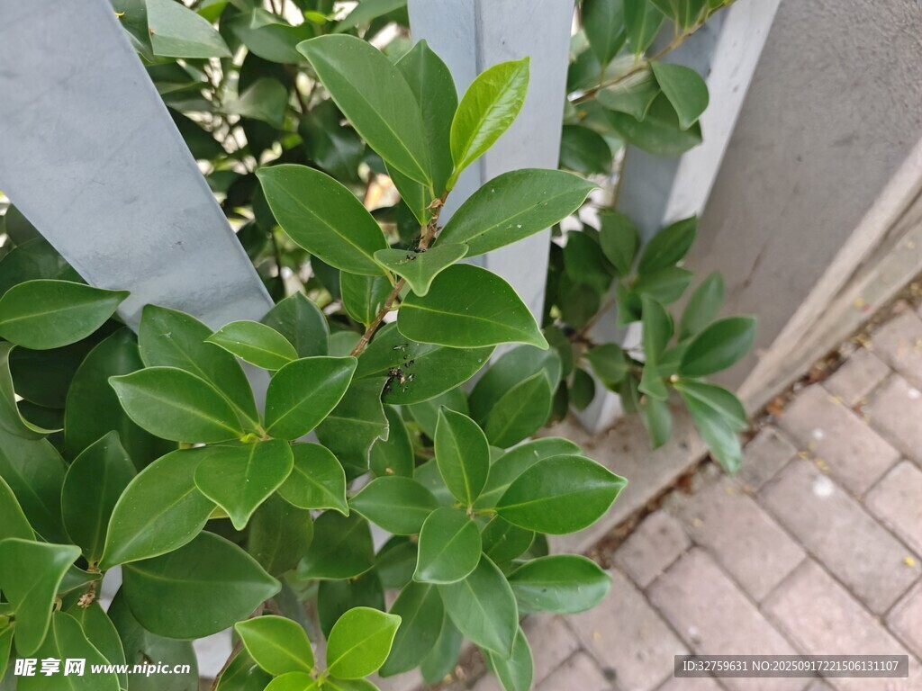 墻邊綠植綻放白色小花