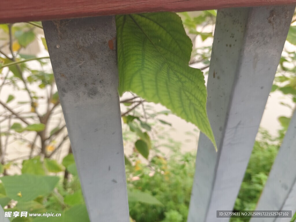 綠葉探入木質(zhì)欄桿間