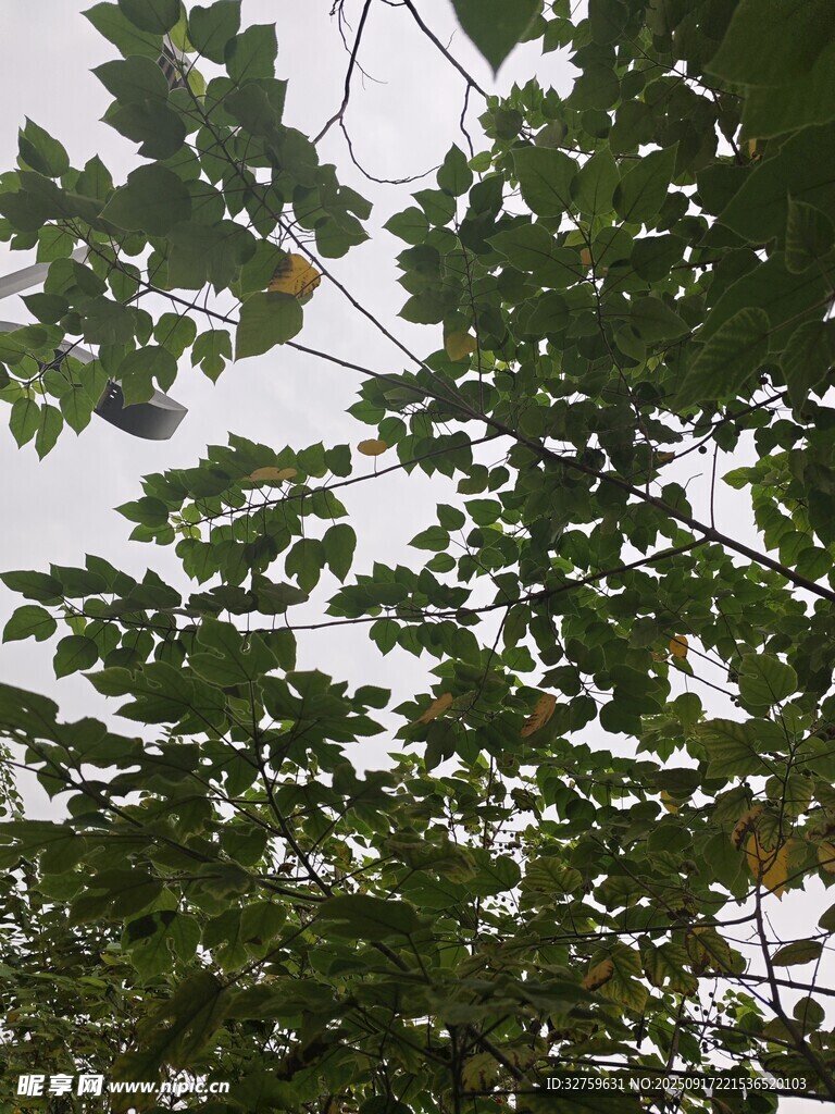 仰視茂密枝葉