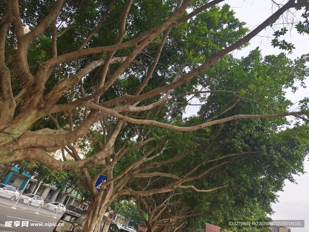 繁茂大樹(shù)下的街道風(fēng)景
