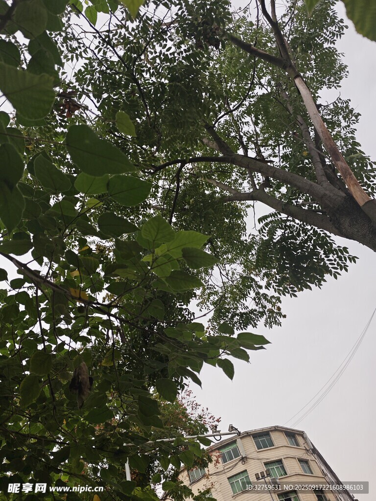 枝葉繁茂的大樹(shù)與建筑
