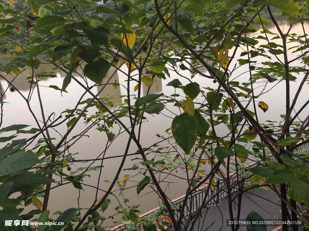 透過枝葉看水面景色