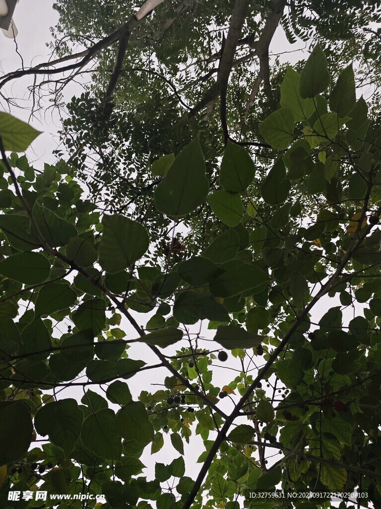 仰視繁茂枝葉