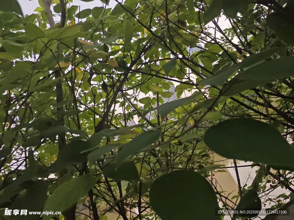 繁茂綠葉下的自然景致