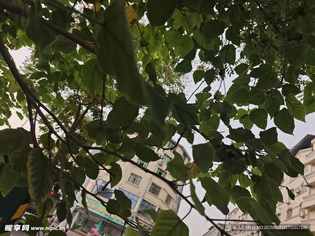 透過(guò)枝葉望遠(yuǎn)處建筑