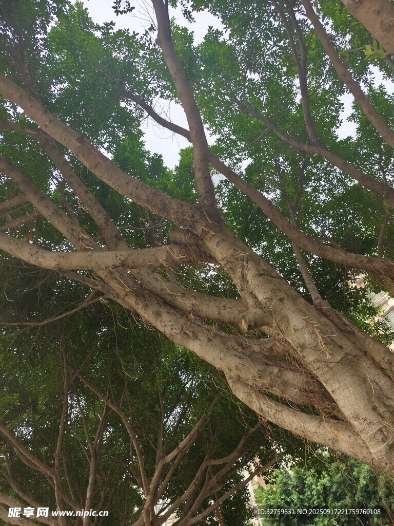繁茂大樹展現(xiàn)自然生命力