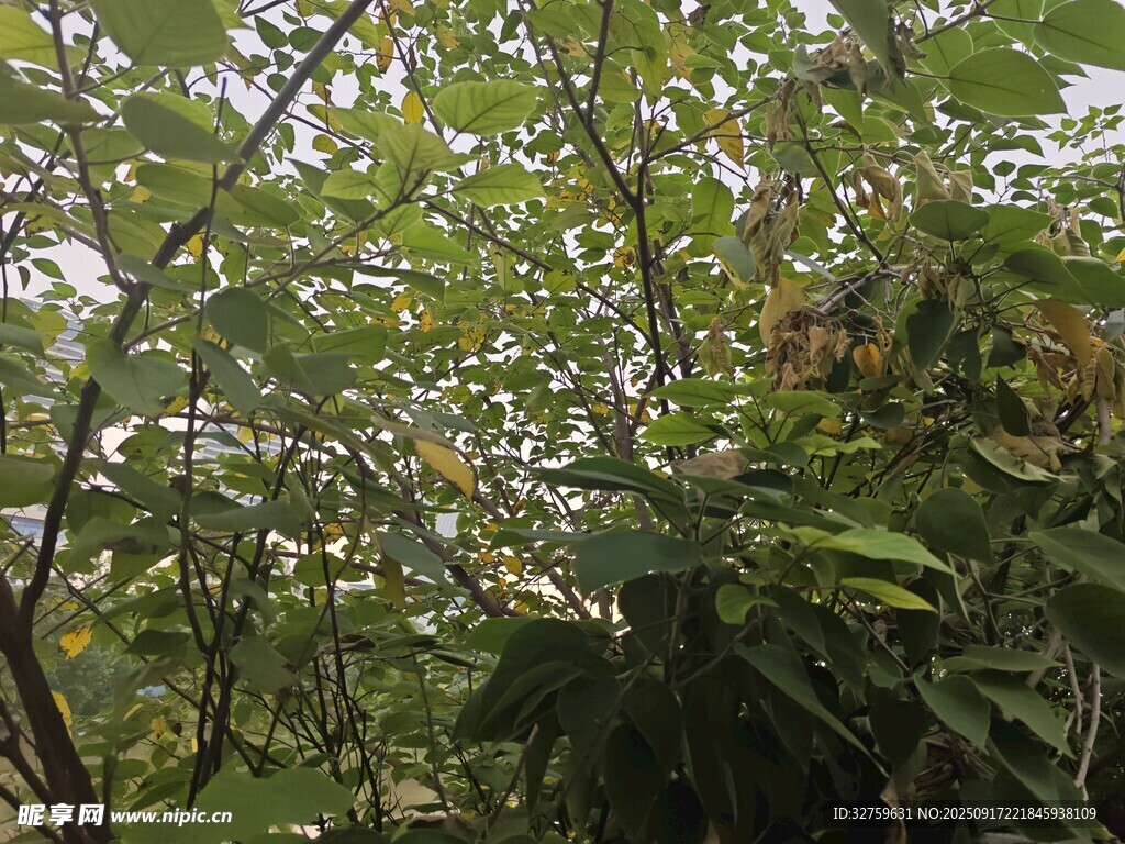 繁茂樹林中的綠意景致