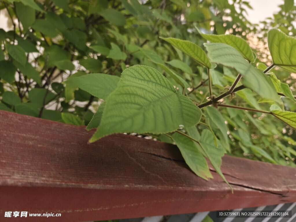 綠葉攀附于紅褐色欄桿