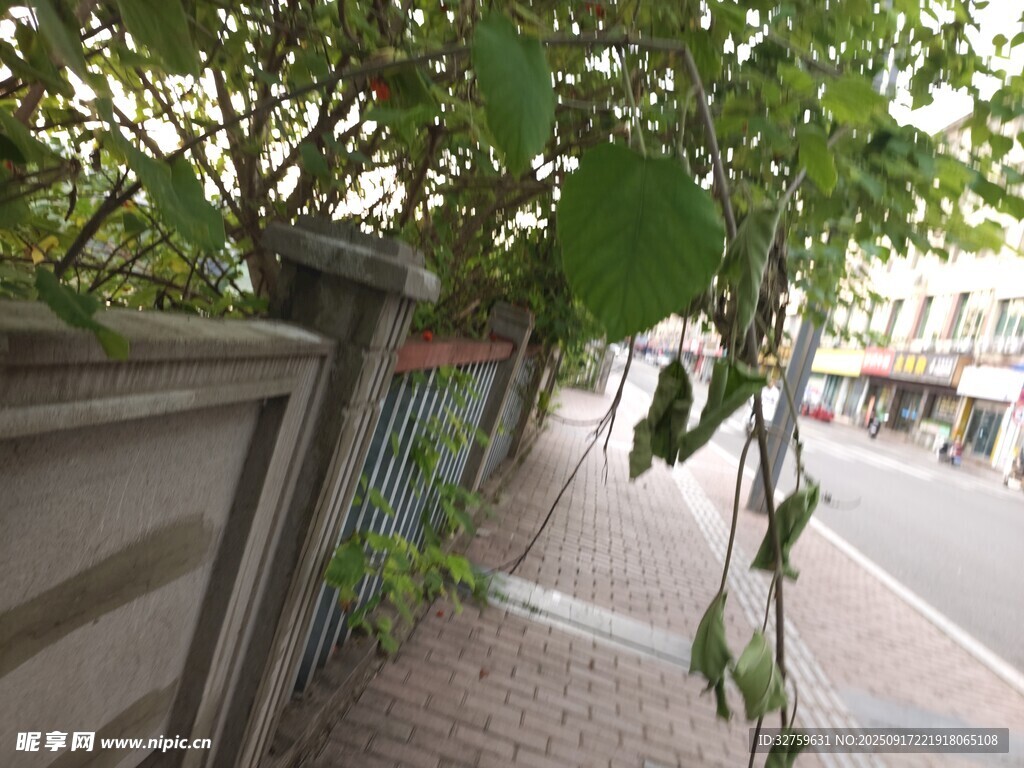 路邊綠蔭下的幽靜人行道