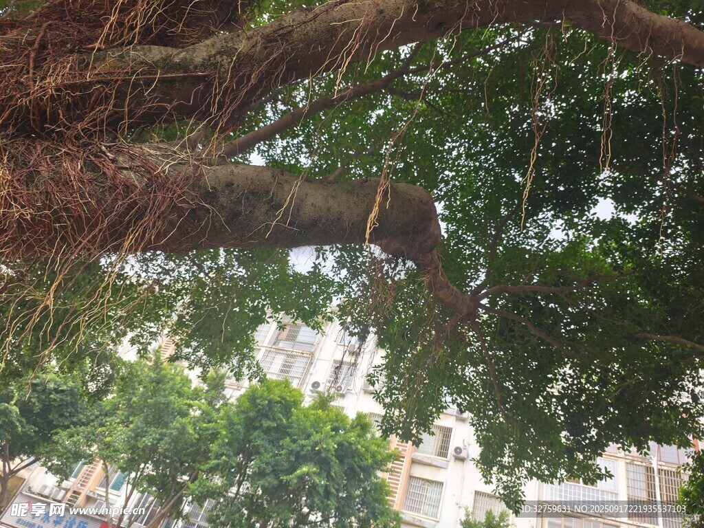 仰視繁茂大樹枝葉