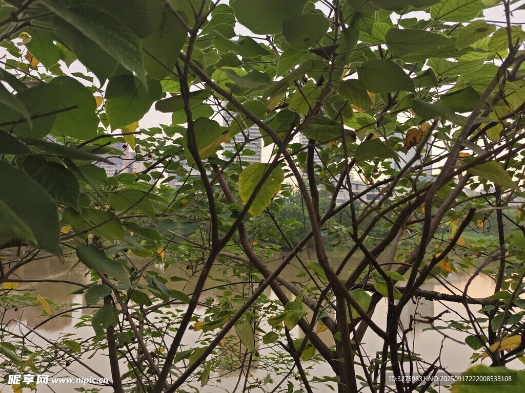 枝葉繁茂的樹木景觀